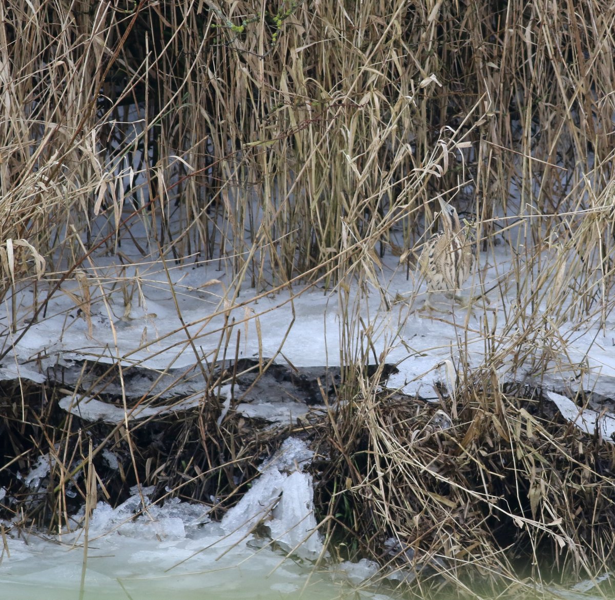 Deze roerdomp moet nog heel eventjes geduld hebben! #Biesbosch