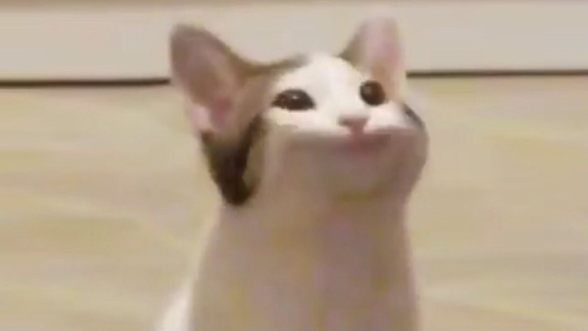 Поп кэт кликер. Песня поп кот. Песня поп кот. Песня поп кот. Поп кот мем.