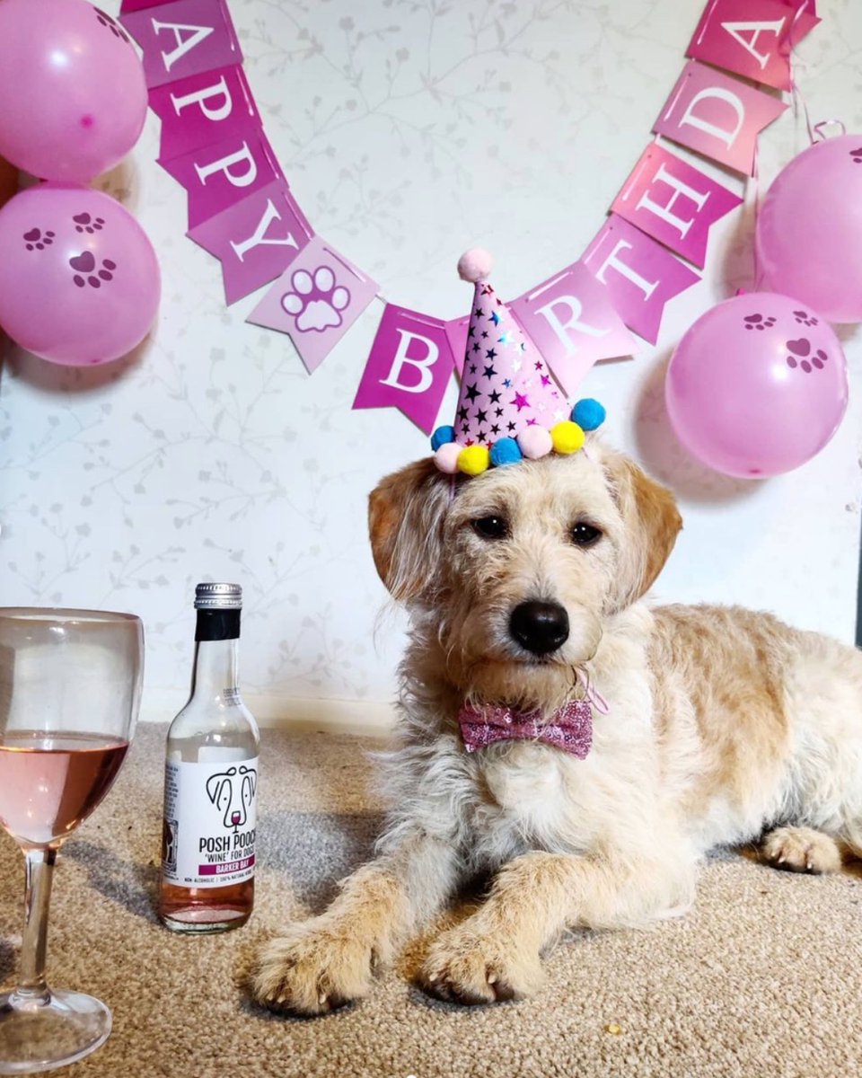 Woofandbrew's tweet photo. A doggy birthday wouldn't be a celebration without Posh Pooch! 🥳  Available to shop at https://t.co/wAxXtEvjq7 🐾 📷: @anna.4aa #WoofandBrew https://t.co/2YWTCNJUy2