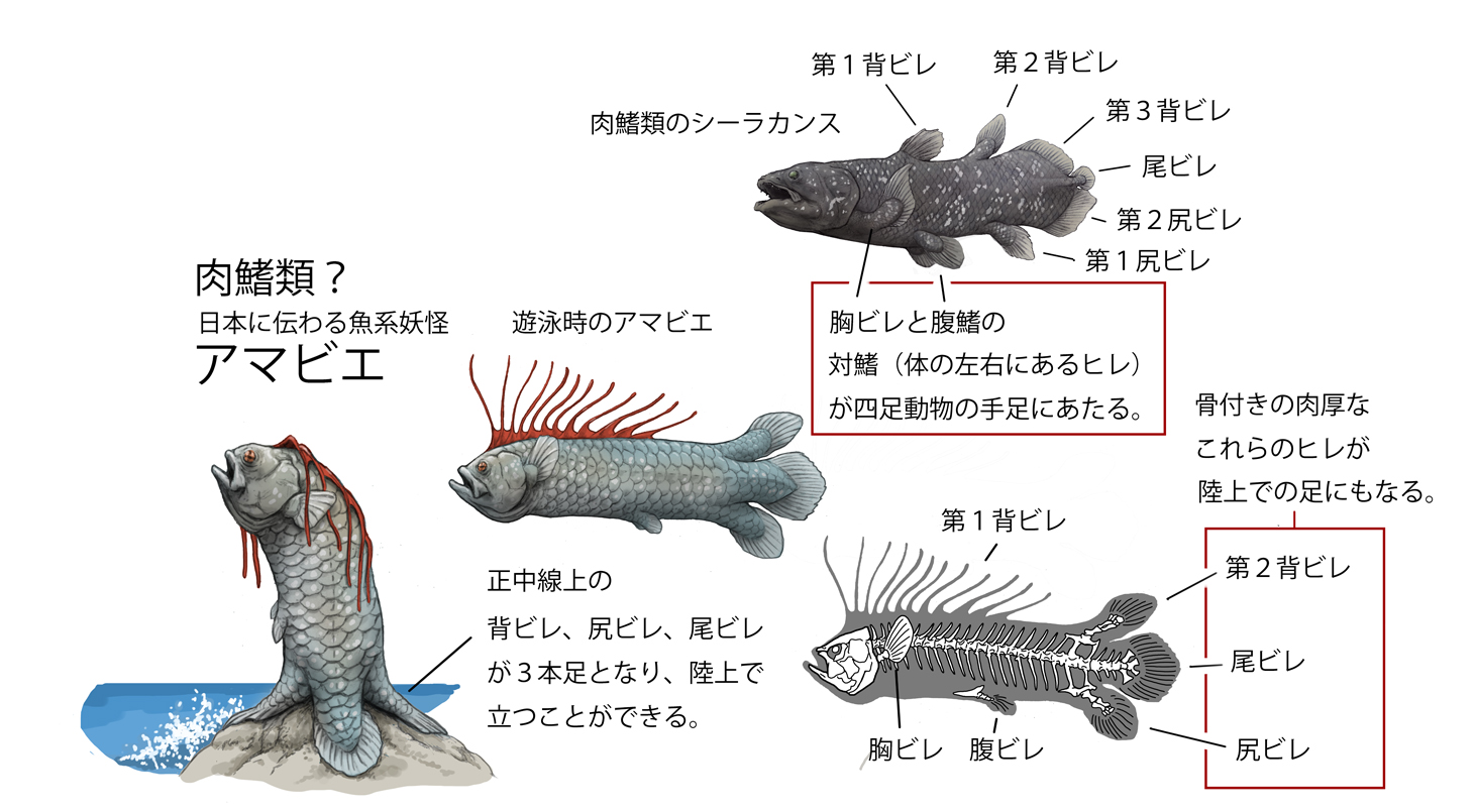 川崎悟司 ファンタジー生物をリアル生物っぽくシリーズ アマビエ 江戸時代 肥後に伝わる魚系妖怪 アマビエはシーラカンスや肺魚などの肉鰭類の 仲間にしました 魚の対鰭 胸ビレ 腹ビレ は４足動物の足に相当するが アマビエの３本足は 正中