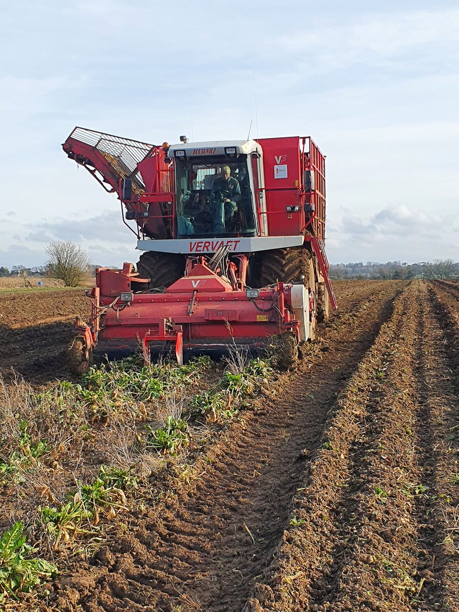 Today saw Billy lift his last <a href="/BritishSugar/">British Sugar</a> beet  with our <a href="/JRileyBeet/">J Riley Beet Harvesters (UK) Ltd</a> harvester, after a long career for us he retires in April having worked on this farm for the last 50 years, working for 3 generations. He will be truly missed especially next years beet season. Thank you. 👍