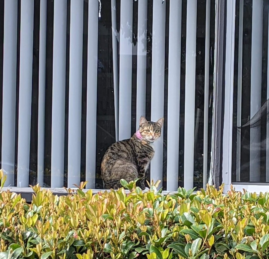 ElLocoMonkey's tweet image. Window Cats pt. 9

#windowcats #windowcatsofinstagram #cat #cats