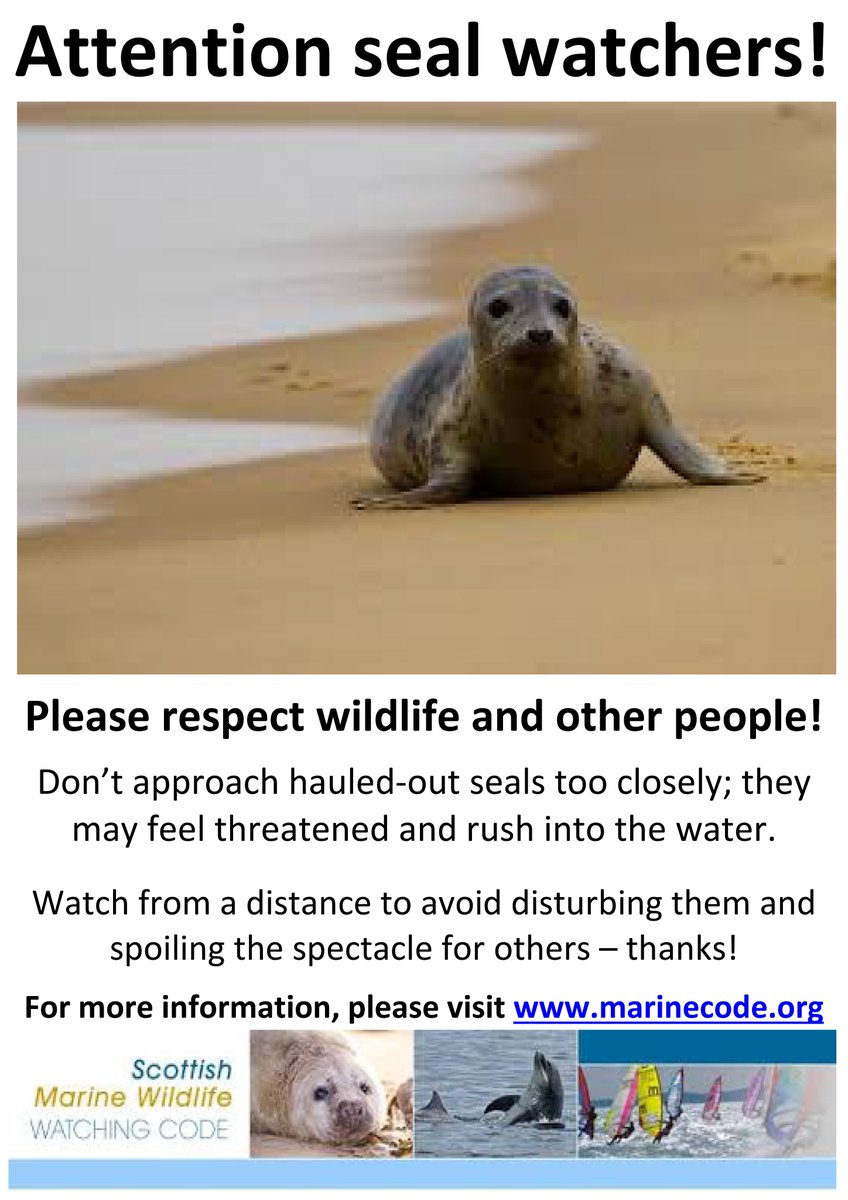 wardiebaybeach's tweet image. At #GrantonHarbour what sort of #harbourseal protection signage would people prefer to see? Something * educational * locally made * from a key authority * arty &amp;amp; soft * cool &amp;amp; clear * designed for adults * for kids * for both? Please reply with your responses. What is needed? 🦭