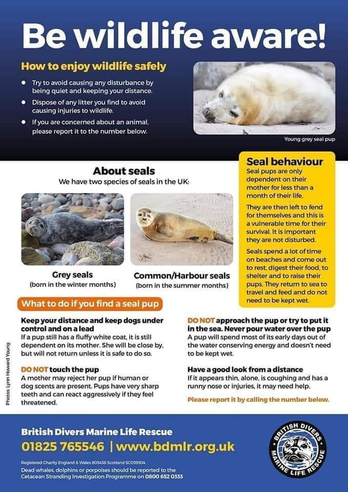 wardiebaybeach's tweet image. At #GrantonHarbour what sort of #harbourseal protection signage would people prefer to see? Something * educational * locally made * from a key authority * arty &amp;amp; soft * cool &amp;amp; clear * designed for adults * for kids * for both? Please reply with your responses. What is needed? 🦭