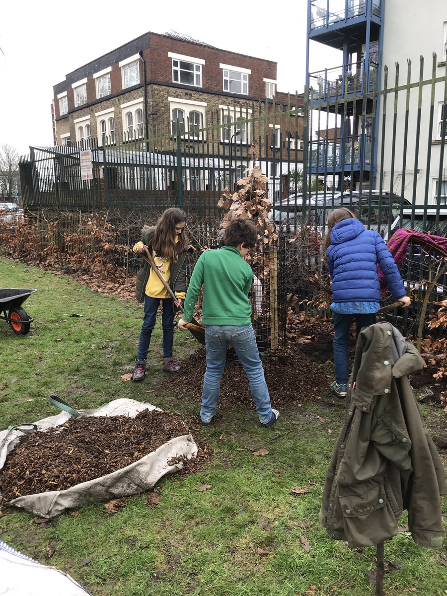 treeruss's tweet photo. Finishing off @TM_Hackney #treeplanting @HackneyLFUG today. 5 wild cherry &amp; 2 oaks.
3 barrows of mulch per tree. Keeps the soil moist, grass down, saves water &amp; promotes lateral root growth.
#SustainableTreePlanting #HackneyTrees #TreeMusketeers https://t.co/k46ZaxfUo9