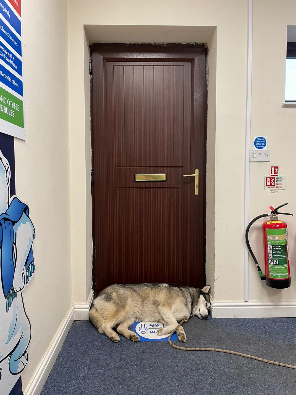 Why Does My Dog Like Used Tissues