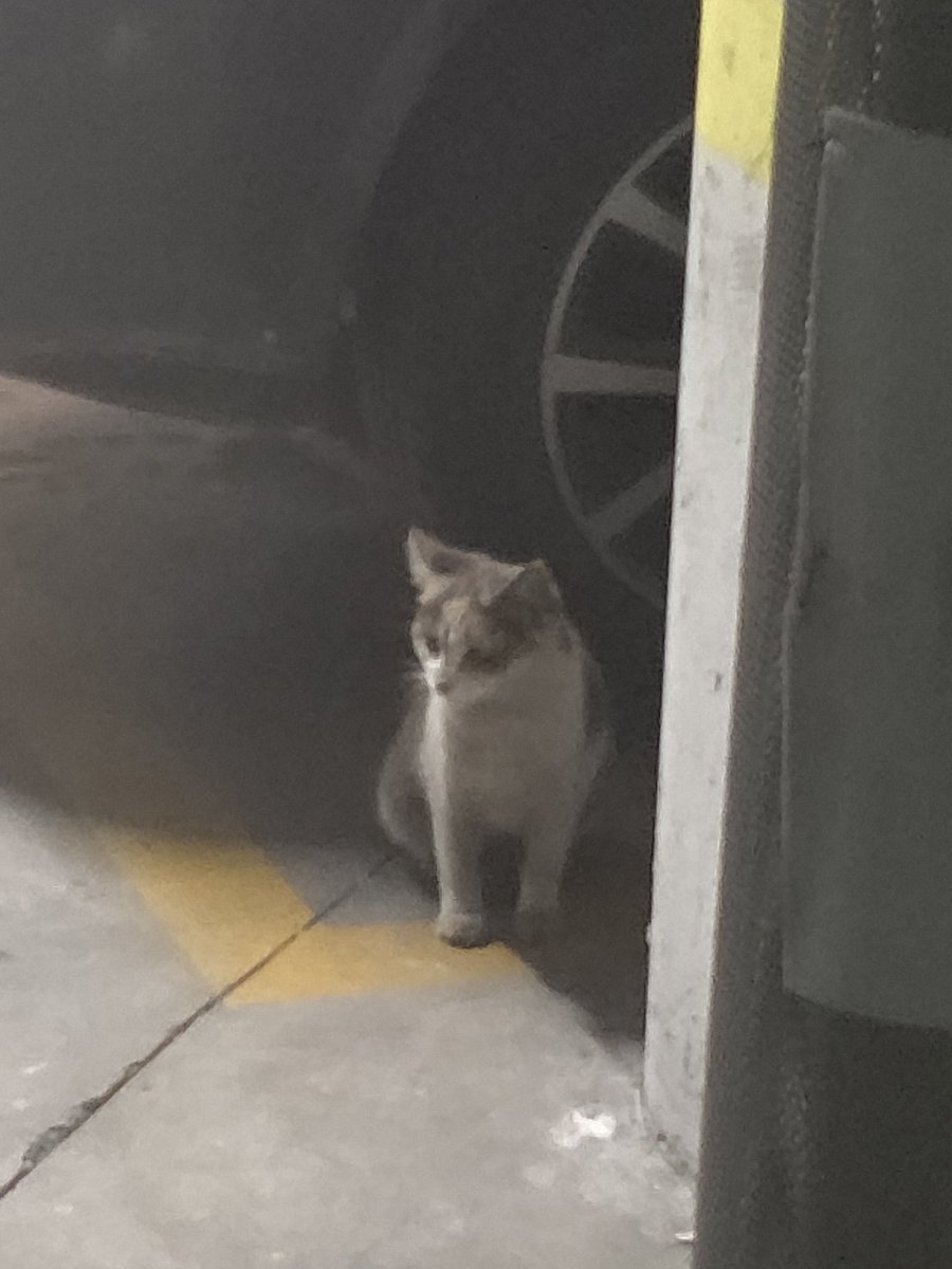 Believe In Nargles tweet media