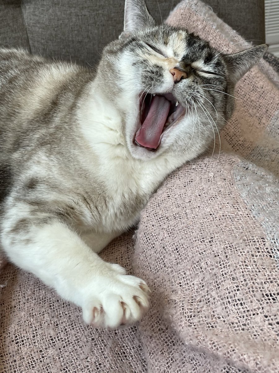Squirrellycat's tweet photo. ๐ถand I am telling you...Iโm not going......๐ถ. #mumneeds togetuptopee https://t.co/faFnlTsl8z
