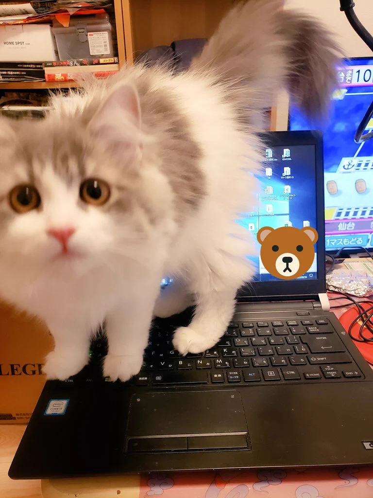 在宅勤務の方に聞きたい！可愛すぎてどかせない…。仕事中に飼い猫がデスクの上に来る時どうしてる？