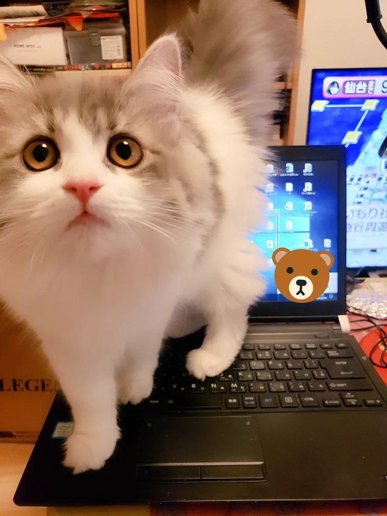 在宅勤務の方に聞きたい！可愛すぎてどかせない…。仕事中に飼い猫がデスクの上に来る時どうしてる？