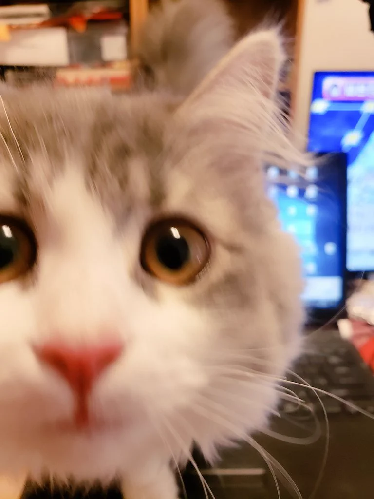 在宅勤務の方に聞きたい！可愛すぎてどかせない…。仕事中に飼い猫がデスクの上に来る時どうしてる？
