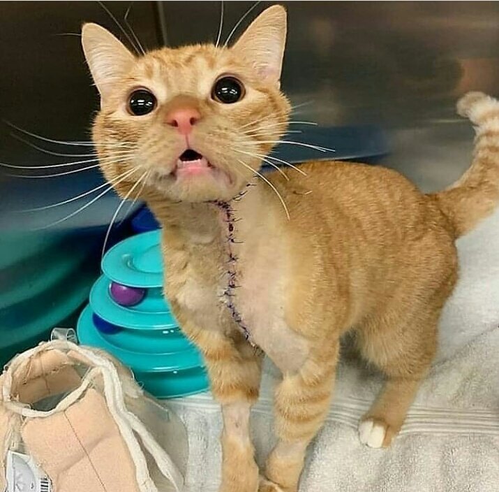 Catsmemes_usa's tweet photo. Is he still beautiful? 
#CatsOfTwitter #cats #catsheaven https://t.co/Wqter1zCfA