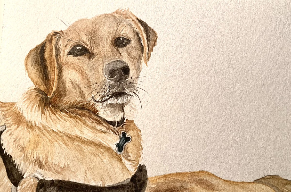 ✨Monday Spotlight✨ Gandalf the good is (probably) 3 years old. A rescue from Greece, He loves walks, belly rubs, beef treats, and (very) long naps. #originalashleyartanddesign #watercolor #dog #rescuedog #mixedbreed #greece #mondayspotlight #thegoodestboy #whiskersfordays