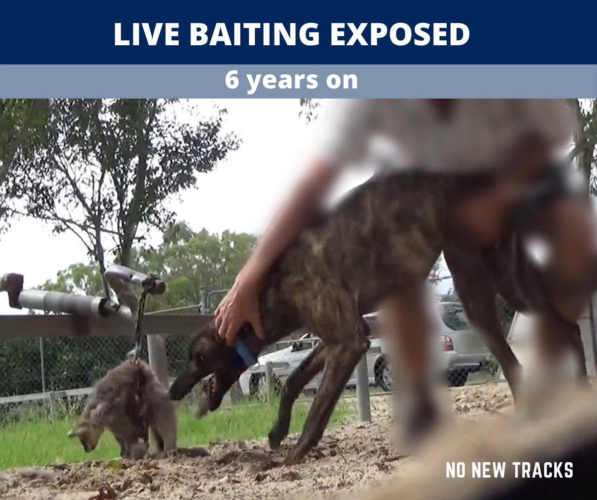 animalkind_aus's tweet photo. 6 years ago today @caromeldrum & @4corners exposed #greyhoundracing #livebaiting using undercover footage from @animallibqld & @AnimalsAus . 6 yrs on, both sides of govt still support the industry & are throwing $millions at new tracks & other subsidies. https://t.co/P1iA7WXe1a https://t.co/n6ywLzicF7