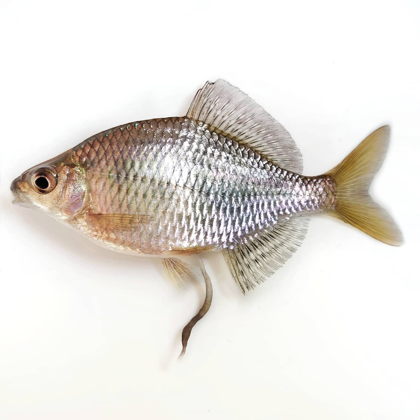 ごーたな Acheilognathus Tonkinensis Vietnam トンキントゲタナゴ ベトナム産 稚魚が100匹ほど浮上しました 一匹の大型のメスから100個ほど採卵出来ます トンキンレッドと比較してメスの産卵管は太く長めです T Co Ccnje6cglx Twitter