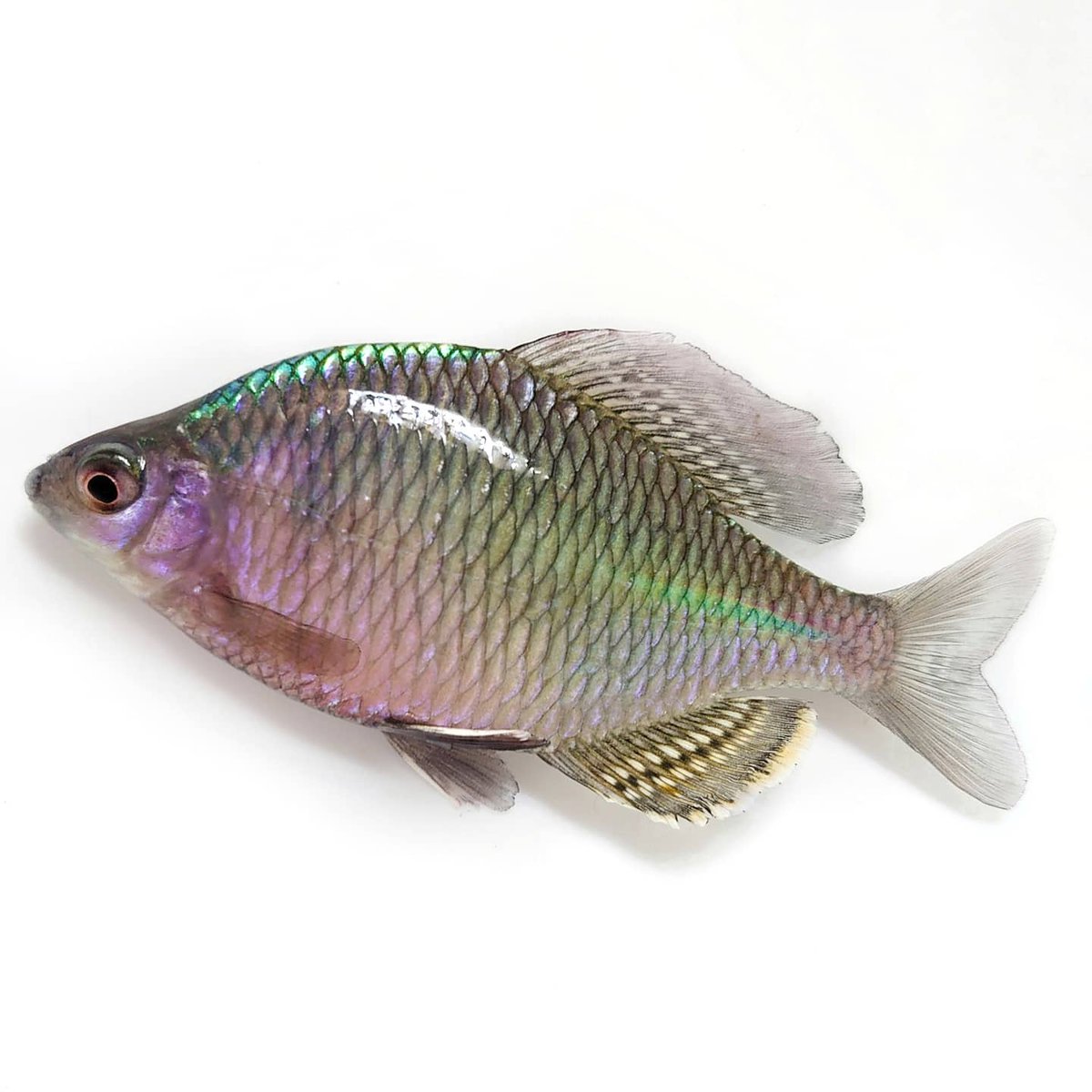 ごーたな Acheilognathus Tonkinensis Vietnam トンキントゲタナゴ ベトナム産 稚魚が100匹ほど浮上しました 一匹の大型のメスから100個ほど採卵出来ます トンキンレッドと比較してメスの産卵管は太く長めです T Co Minqeg1yci