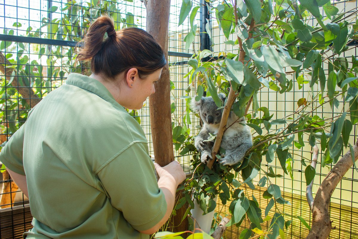 Annie Sue’s getting ready for the real thing before she heads back into the wild! #AnnieSueTheKoala #JoeyWatch 📷 <a href="/WWF_Australia/">WWF_Australia</a>