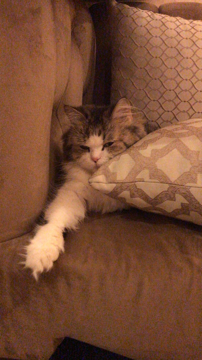 #منيو_التسكيته ويش السالفه