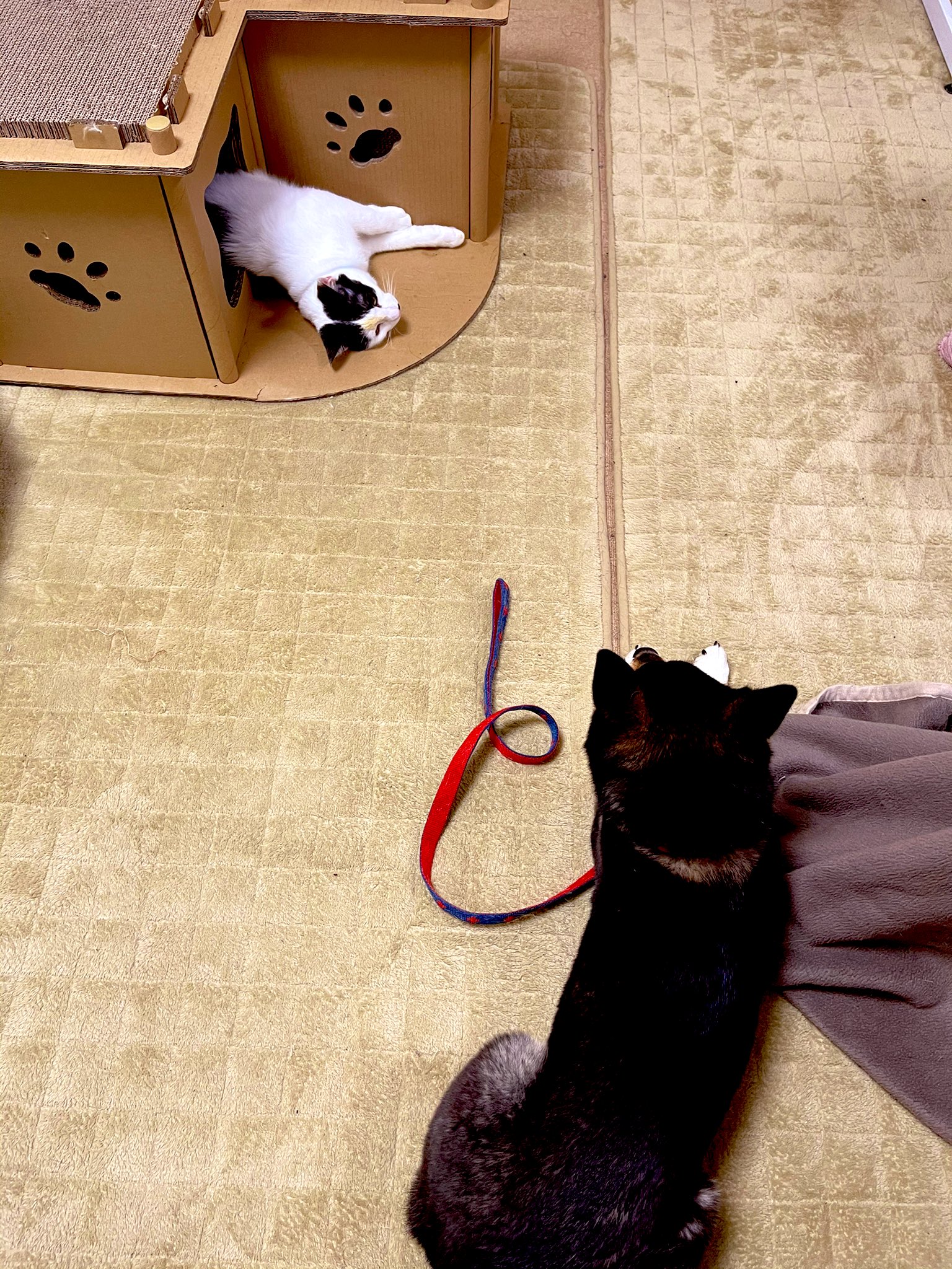 華谷艶 はなやえん 黒猫に甘噛み 7 26発売 寝る時は 1匹で篭って寝る時と ココの目の前で寝る時と 大の字になって寝る時と 何パターンか有り 福の あけっぴろげのお腹 可愛い T Co Onsw3ljizc Twitter