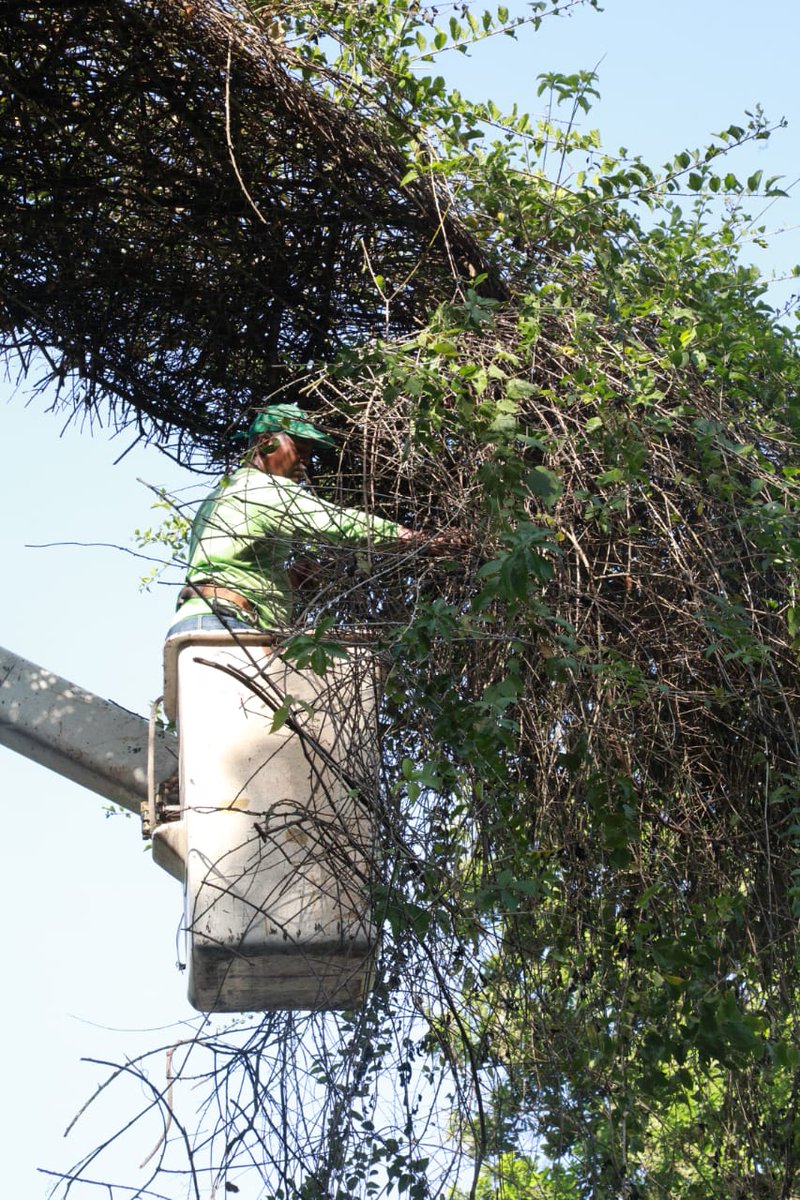 Panamaalcaldia's tweet photo. Una de las labores de la Dirección Gestion Ambiental es velar por nuestras especies, especialmente las que se encuentran en peligro de extinción. 1/2 https://t.co/dklS8nxxXX