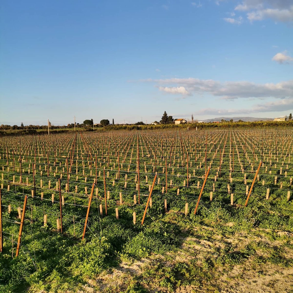 ValotaGabriele's tweet photo. Le scelte agronomiche che intraprenderemo nei prossimi giorni e nei prossimi mesi, saranno determinanti per ottenere una produzione di alta qualità!
#viticolturadiqualità #vineyard #nuovovigneto #frappato #nerodavola #cabernetfranc #cabernetsauvignon #petitverdot https://t.co/nm0XLbdje7