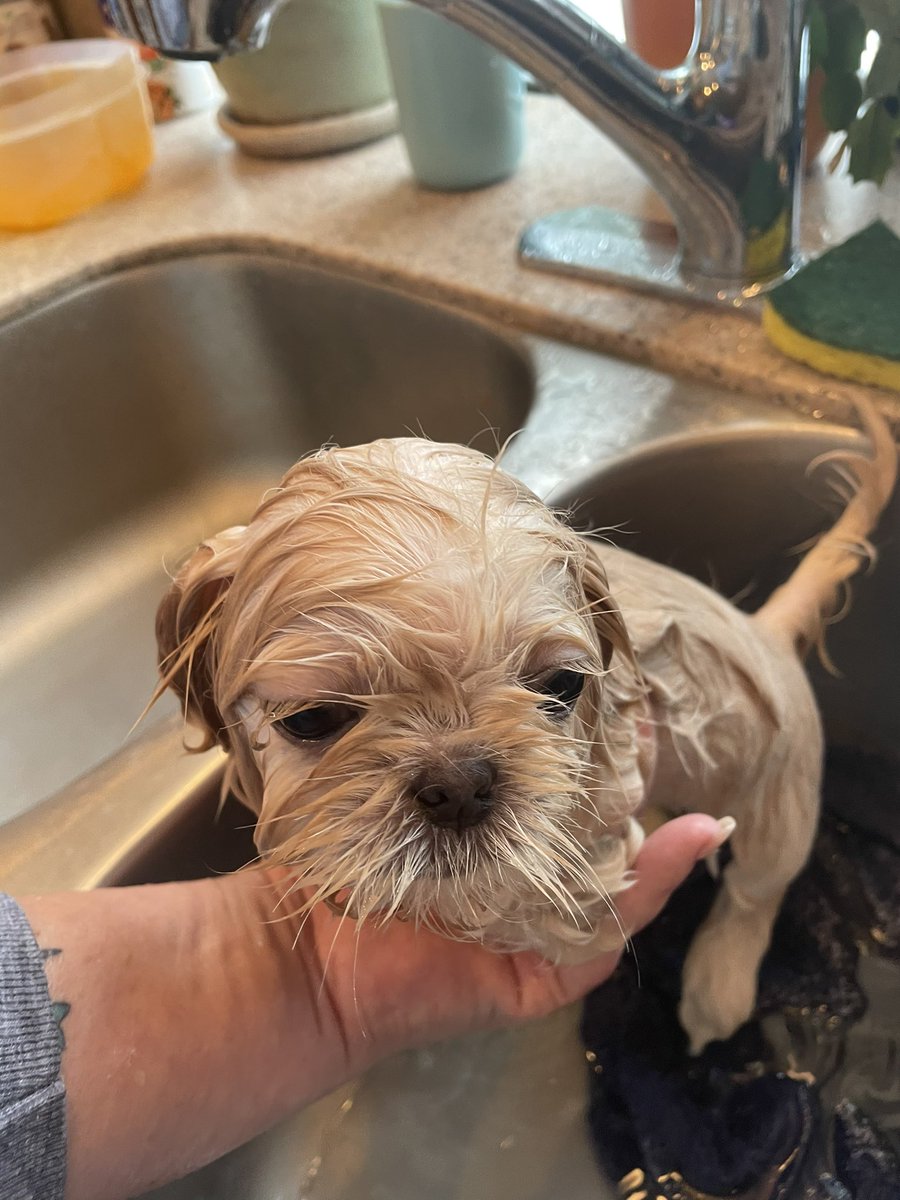 Violet77978311's tweet image. Guys! This happened! #Puppies #firstbath #dogs