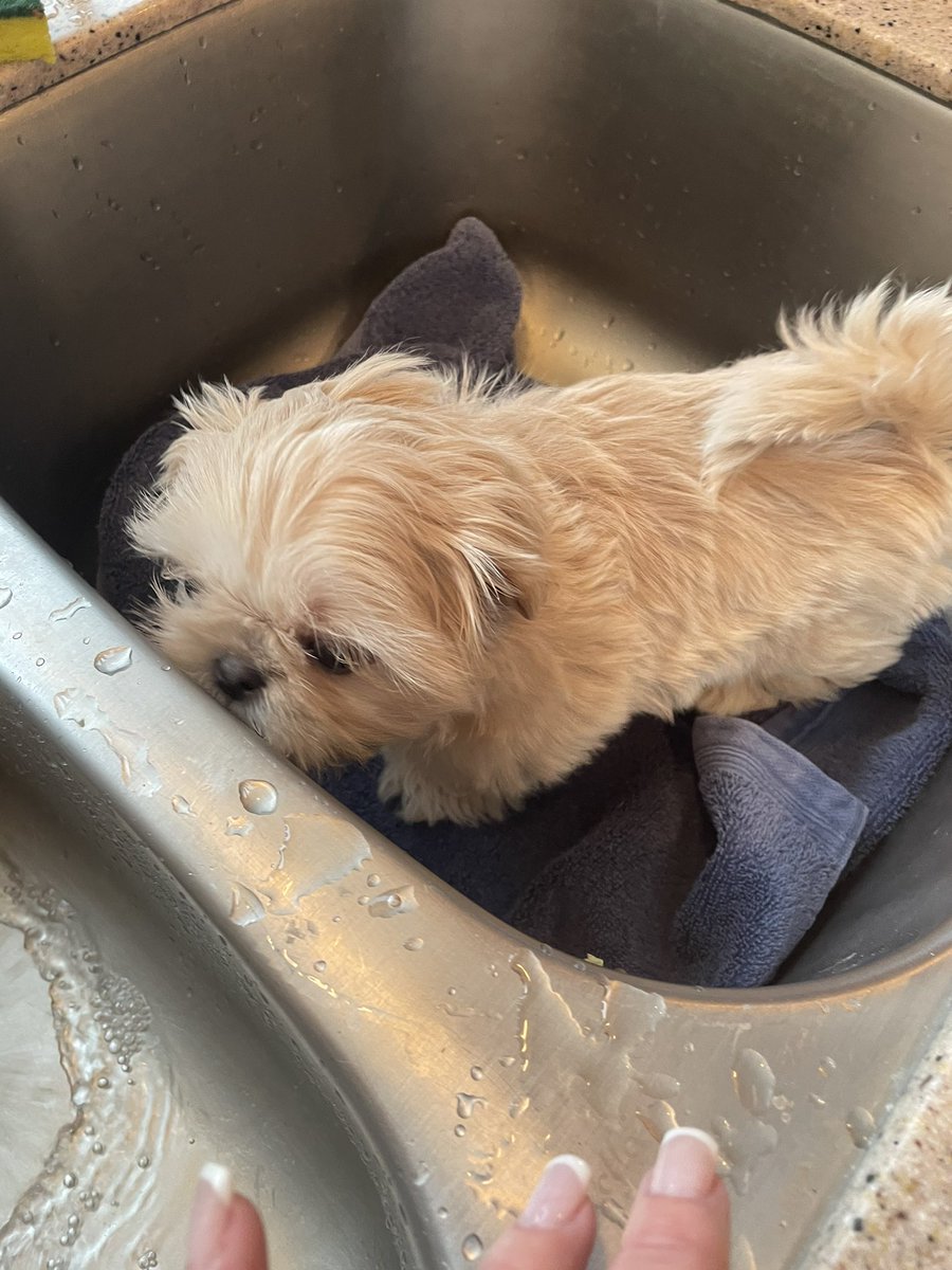 Violet77978311's tweet image. Guys! This happened! #Puppies #firstbath #dogs