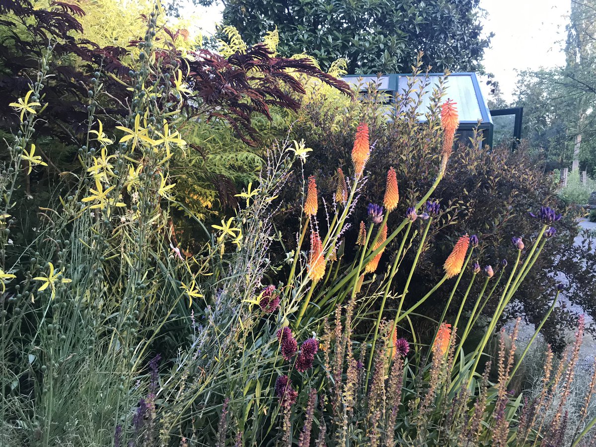 schnattchenrena's tweet photo. #Kniphofia for #AlphabettyBlooms with K &amp; #MondayMotivation 🚀 https://t.co/qKNZgId2Zo