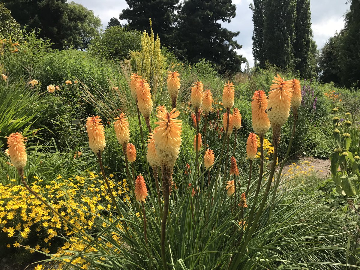 schnattchenrena's tweet photo. #Kniphofia for #AlphabettyBlooms with K &amp; #MondayMotivation 🚀 https://t.co/qKNZgId2Zo
