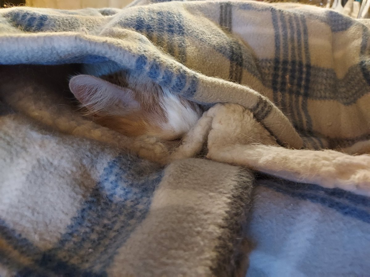 BuddyFloofpants's tweet photo. So much snows outside and I knows just what to do about it https://t.co/WNq4pp5gSD