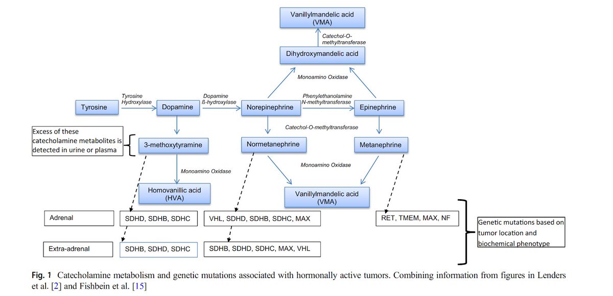 10/ Let’s Review catecholamine production & metabolism!Catecholamines are produced by metabolism of Tyrosine DOPADopamine Norepinephrine  Epinephrine Metanephrines are the o-methylated products of catecholamine metabolism(PMID: 30603807)