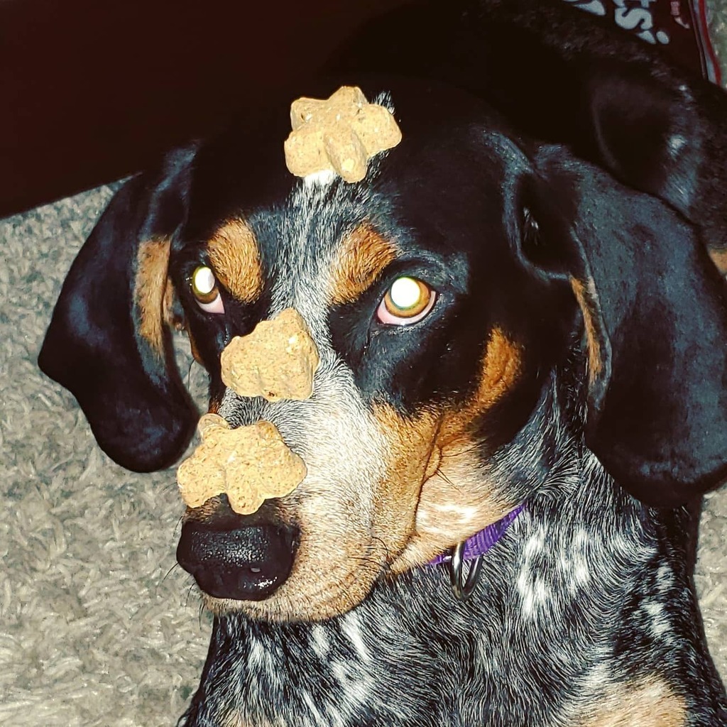 REMINDER for Monday 15 Feb 2021
NO PRACTICE on school holidays or when field is soaked..or both.
#saylax #blountcountylacrosse #maryvillelacrosse #alcoalacrosse #blountcountybulldogs #blountcoLAX #blountcountytn #southappalachiayouthlacrosse instagr.am/p/CLVCWqCB-rX/