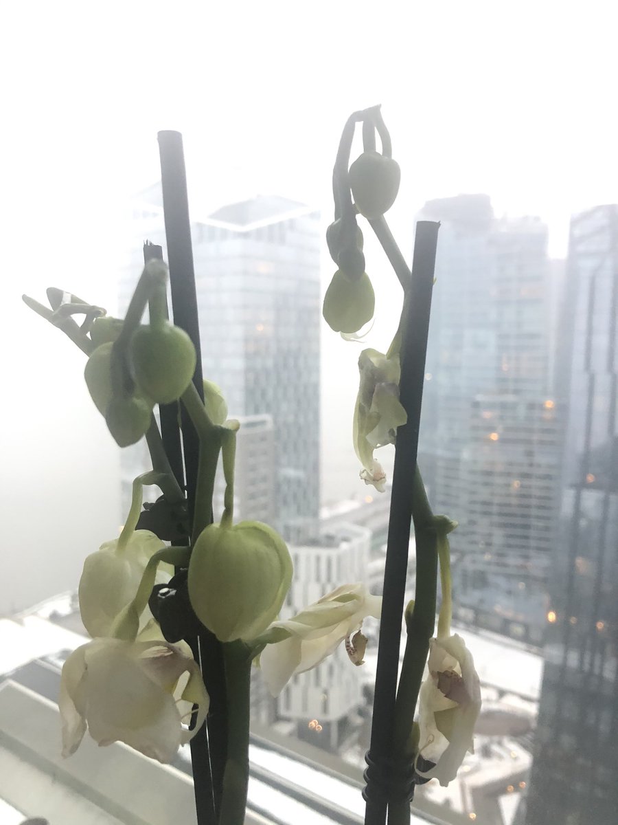 Elaine D'Farley tweet media