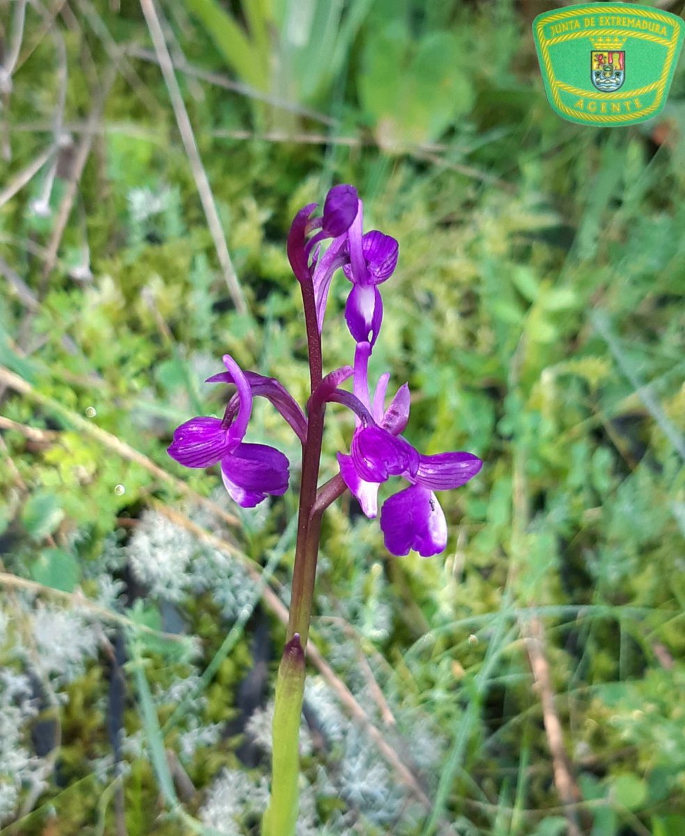 Nuestra función de vigilancia como #AMN nos permite descubrir y disfrutar de #Himantoglossumrobertianum,  especie rara y localizada, y de #Orchischampagneuxii, especie abundante. Estas y otras muchas especies de #orquideas se pueden disfrutar en #Extremadura