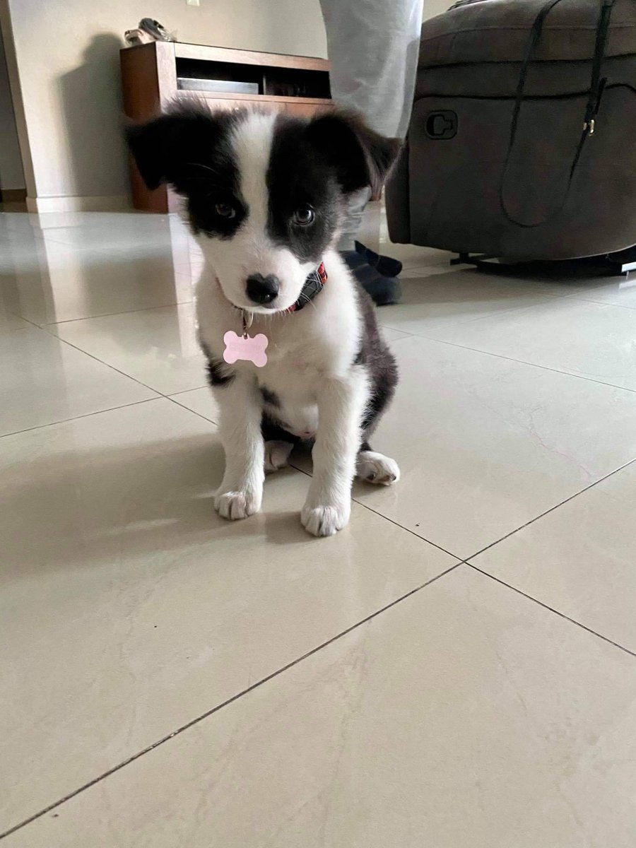 BarksMasaryk's tweet photo. Cherry estrenando la plaquita que le hicimos en Barks Masaryk. 😍 
 Pide la tuya por inbox o directo en tienda física.
Hacemos envíos a todo México o la puedes recoger en Polanco.
Recuerda que la plaquita es el boleto de regreso a casa.
¡Lindo Lunes! ♥️🐾 https://t.co/b6NbdBQ8pw