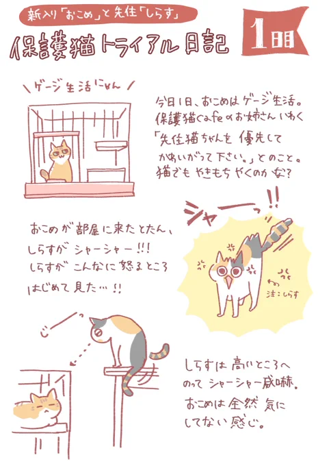 保護猫トライアル 1日目とにかくシャーシャーで、初日はどうなる事かと思いました。しらすがシャーする所をはじめて見た? #おこめトライアル日記 