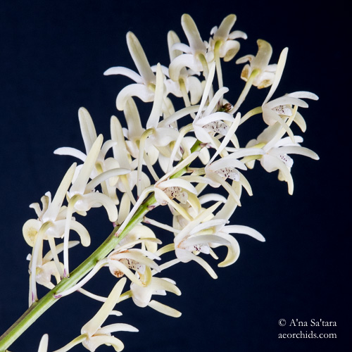 aeorchids's tweet photo. First of our Dendrobium speciosum varieties to bloom: var. pedunculatum, northernmost distribution of this Australian #orchidspecies.  This one comes inside for the coldest part of winter, unlike the others.
🌺https://t.co/Ho5g0UFXSM
#orchid #orquideas #macrophotography #garden https://t.co/ec3wLVEv8w
