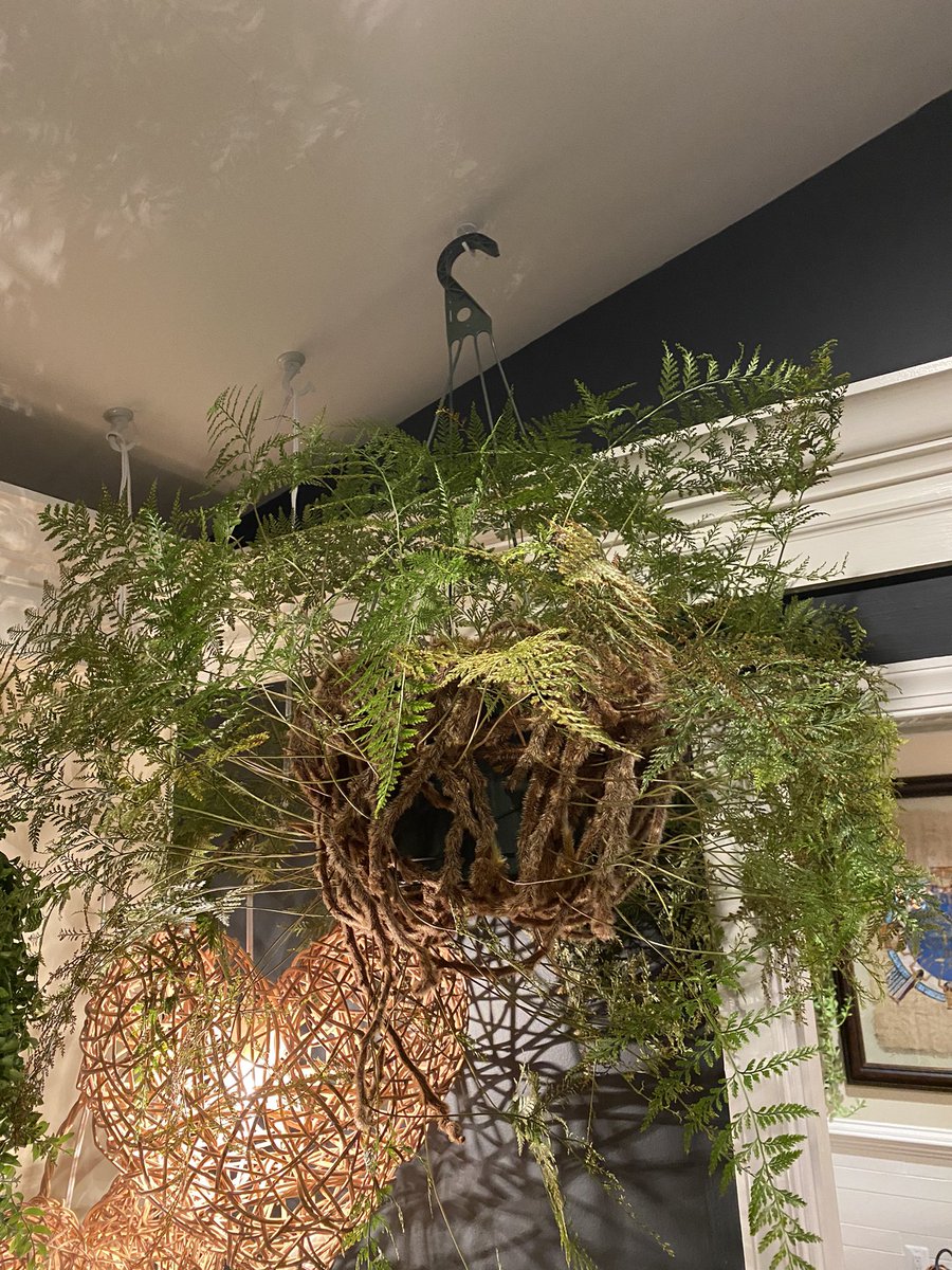 aMEANoACIDB3's tweet photo. After wrapping up a box of toilet paper for Valentine’s Day (he thought it was a joke 😆 I did not 😠) @patrickgallagh6 came home today and totally redeemed himself this with AMAZING plant!! Please say hello to my newest 🌱 baby, the Rabbit’ Foot Fern! #planthappy #plantlovers https://t.co/zr5yfouCcb