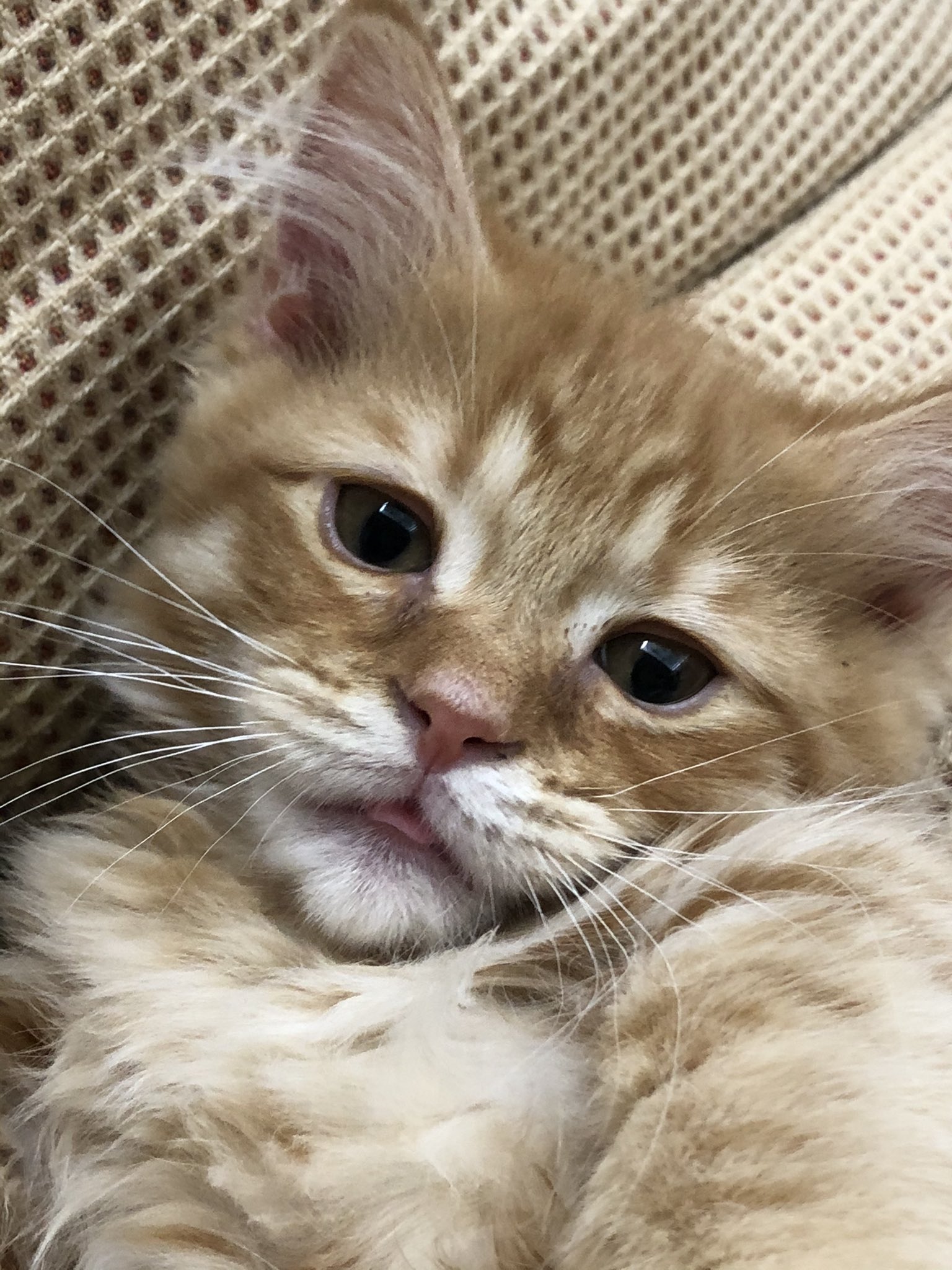 تويتر マンチカンのようた على تويتر おはぺろ 猫好きさんと繋がりたい 子猫 マンチカン まんちかん 茶トラ 可愛い T Co Kez51mueuc