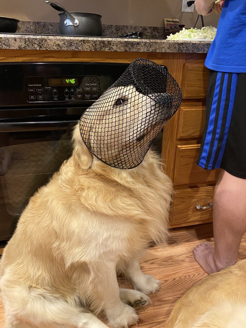 This is Doc. He wants to be a beekeeper. Definitely didn’t get stuck going through the trash. 13/10 dream big buddy