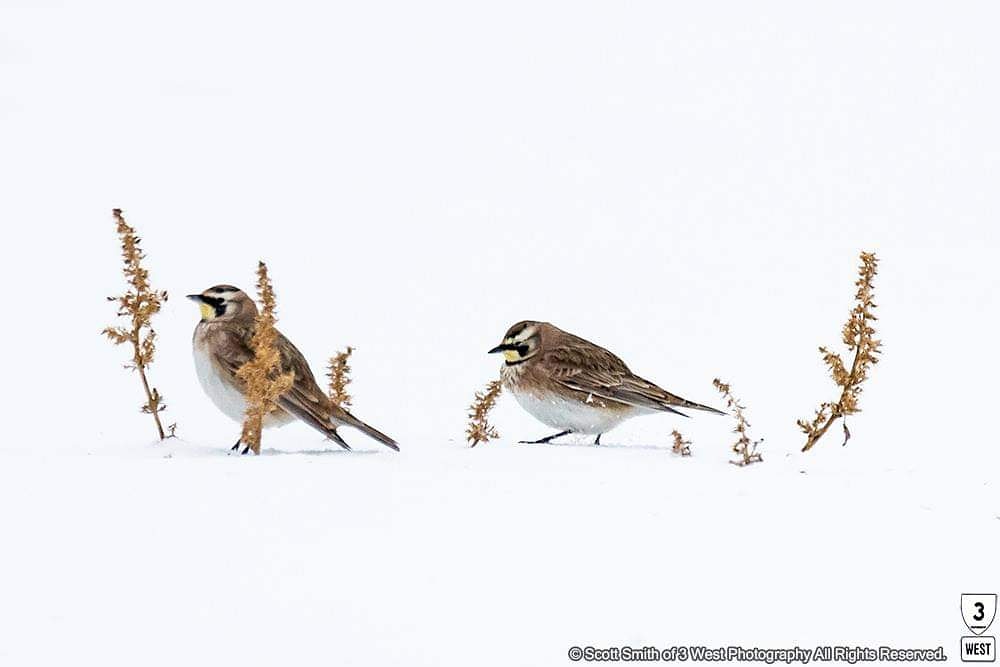 Great weekend for uncommon birds for me. Snow Buntings, Long-tailed Duck, and Horned Larks. #uncommon #snowbuntings #longtailedduck #hornedlark #birds #birding #birdwatching #birdphotography #birdphotographer #discoverontario #explore #3westphoto #wildlife #wildlifephotograpy