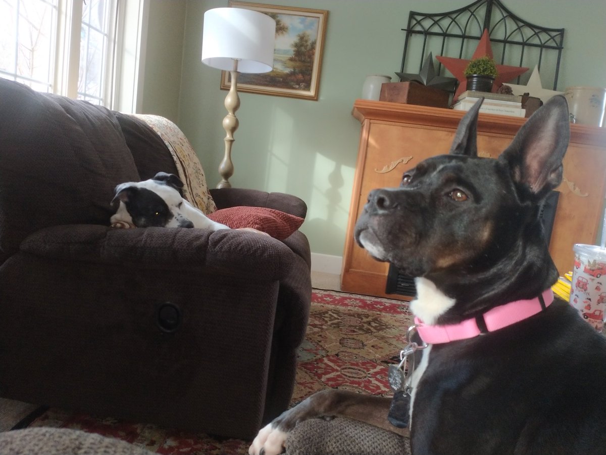 smith_zande's tweet photo. @TheOvalPawffice @DrBiden What contractor did you use to install your #nomnombutton? Inquiring for our pawrents.
Cammy Girl & Elway https://t.co/GxHw1JGL2Y
