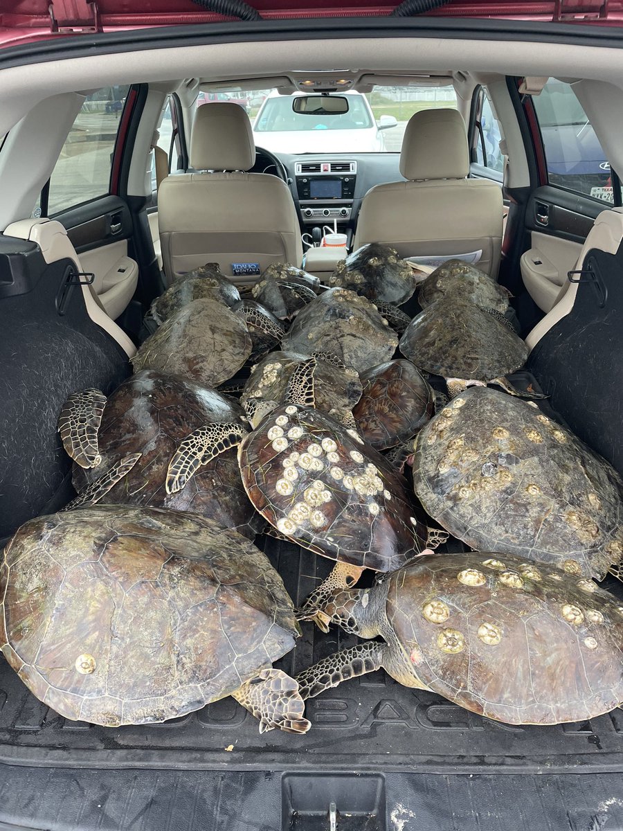 My mom is retired, & she spends her winters volunteering at a sea turtle rescue center in south Texas. The cold snap is stunning the local turtles & they’re doing a lot of rescues. She sent me this photo today of the back of her Subaru. It’s *literally* turtles all the way down.