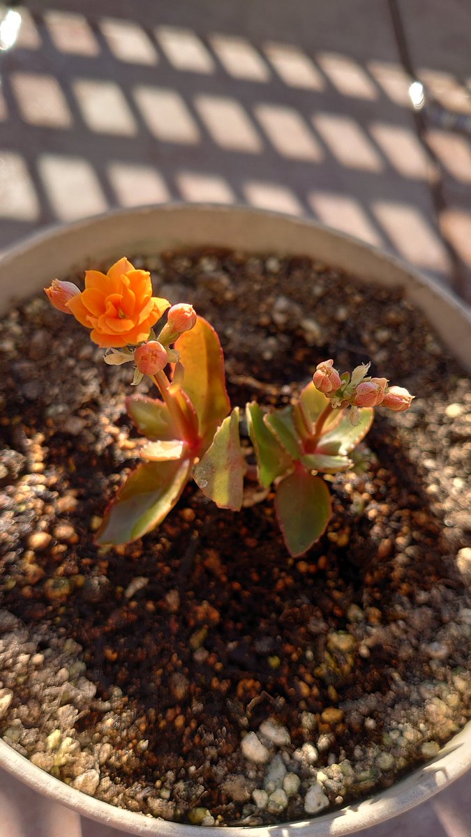 どのカランコエが好み 品種や育て方のコツ8つをご紹介 Gardeniwa