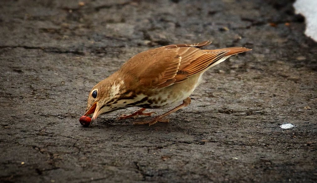 Grabbing yet another berry!
