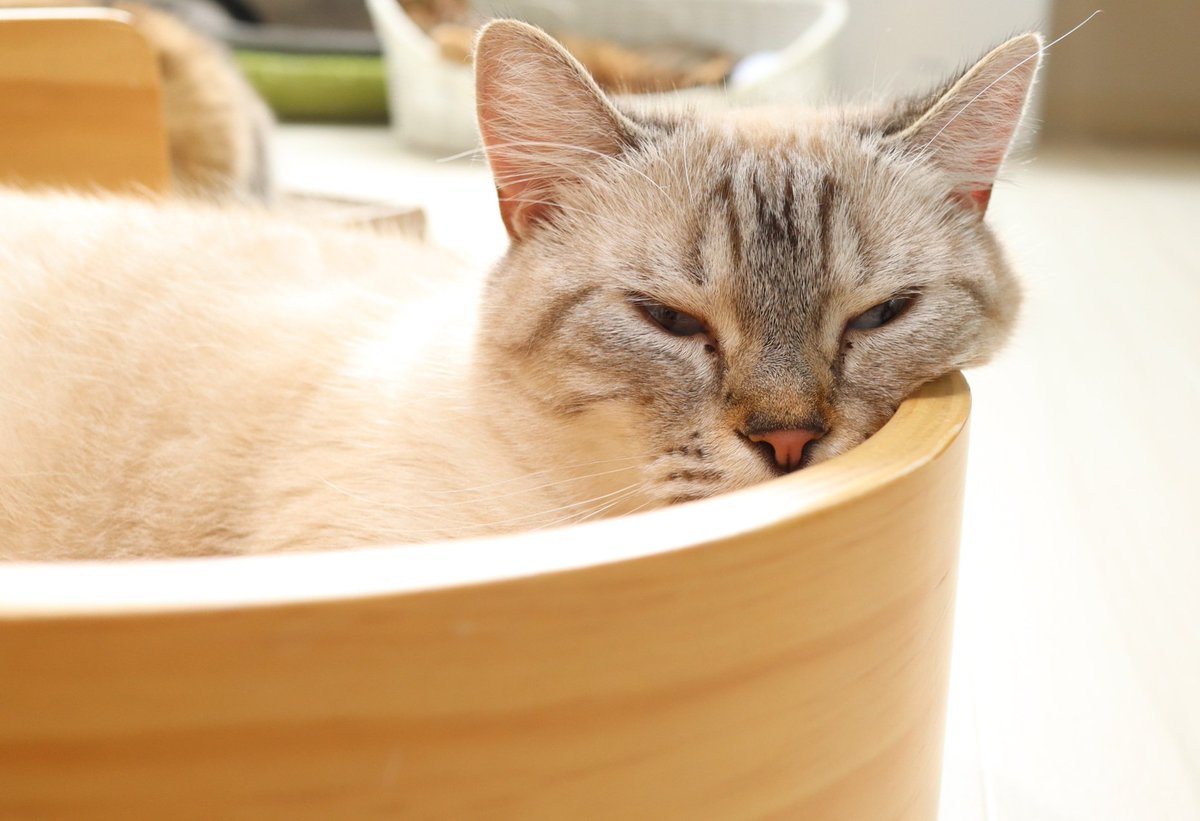 猫カフェ リプミィ Catcafelipmy Twitter