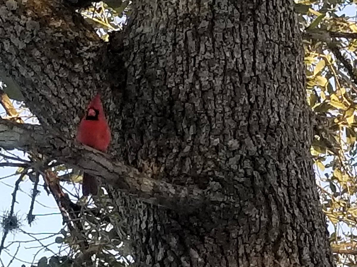 #photography #2021PolarVortex #SouthTexas