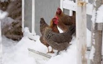 Knock.. Knock..

Who's There?

❄Winter❄
°•○●🐔●○•°