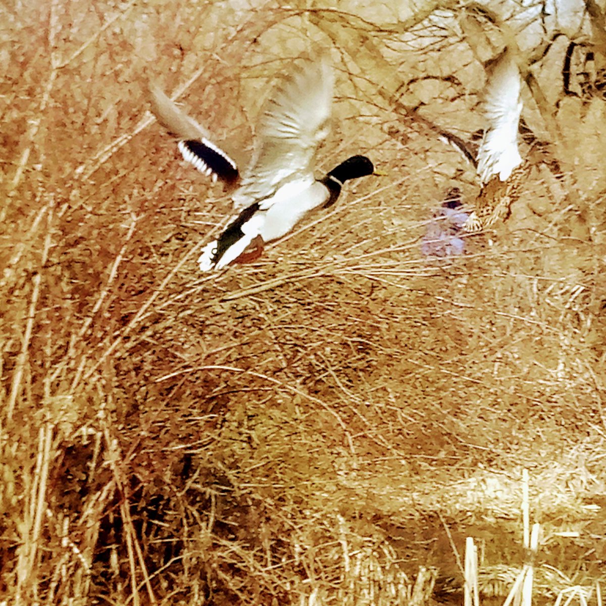 Silveronese's tweet image. If you can't walk, always remember you' ve got wings: you can fly