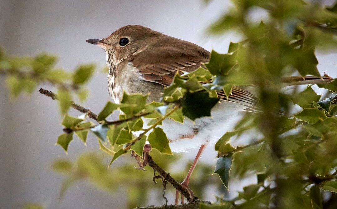 And one last profile of this wonderful little Hermit Thrush!